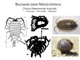 Высшие раки Malacostraca. Отряд Равноногие Isopoda Подотряд Oniscoidea Мокрицы