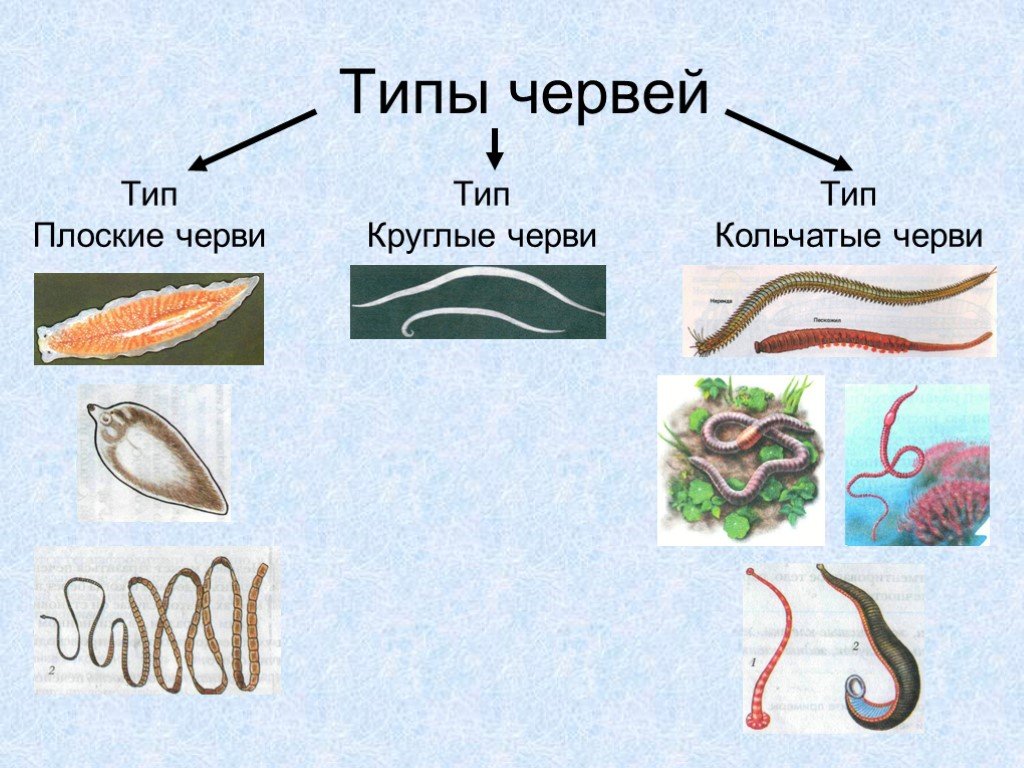 Биология 7 класс черви презентация 7 класс биология