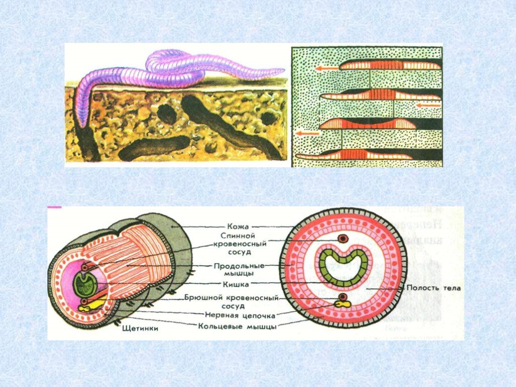 Усложнение червей. Тип круглые черви и кольчатые черви. Круглые и кольчатые черви биология 7 класс. Тип круглые плоские и кольчатые черви презентация. Кольчатые черви строение.