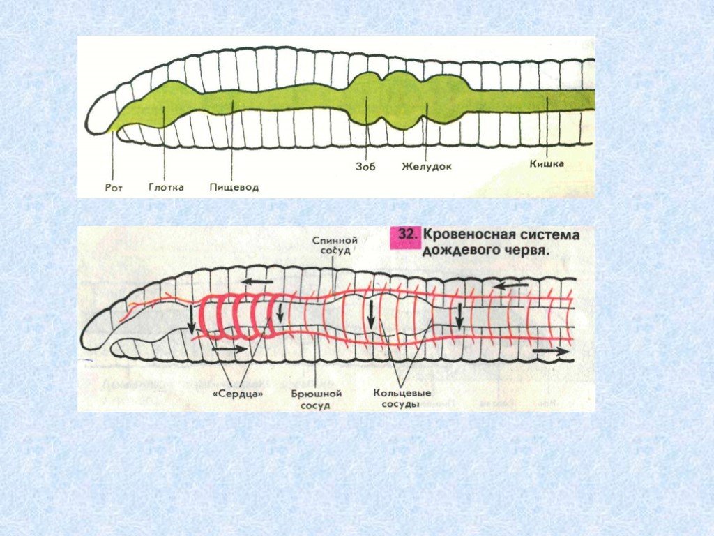 Тест тип черви. Кольчатые черви строение. Кровеносная система дождевого червя. Строение дождевого червя. Внешнее строение дождевого червя.