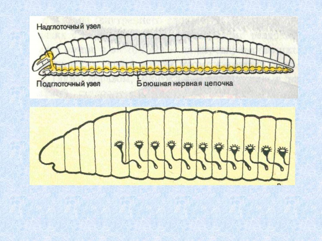 Червь рисунок биология