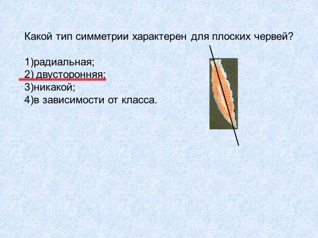 Плоские черви симметрия. Какой Тип симметрии характерен для плоских червей. Какой Тип симетриихарактерен для плоских червкй. Какая симметрия характерна для плоских червей. Какой вид симметрии характерен для плоских червей.