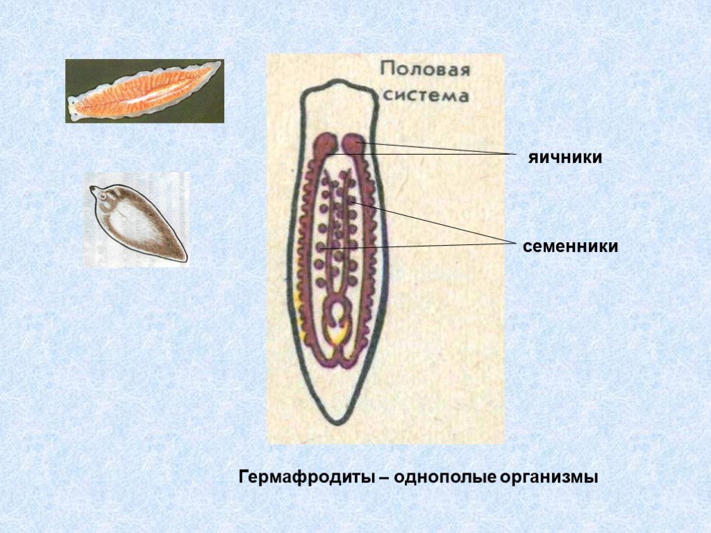 Животных характерен гермафродитизм. Гермафродитные организмы. Гермафродитизм это в биологии. Половая система гермафродиты. Семенники у червей.