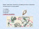 Какое животное является промежуточным хозяином печеночного сосальщика? собака человек 3) корова 4) малый прудовик