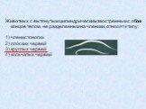 Животных с вытянутым цилиндрическим заостренным с обоих концов телом, не разделенным на членики, относят к типу: членистоногих плоских червей круглых червей кольчатых червей