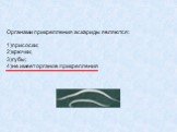 Органами прикрепления аскариды являются: 1)присоски; 2)крючки; 3)губы; 4)не имеет органов прикрепления