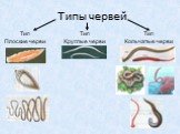 Типы червей Тип Плоские черви Тип Круглые черви. Тип Кольчатые черви