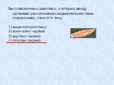 Беспозвоночных животных, у которых между органами расположена соединительная ткань (паренхима), относят к типу: кишечнополостных кольчатых червей круглых червей плоских червей