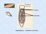 Гермафродиты – однополые организмы. яичники семенники