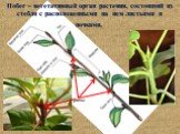 Побег – вегетативный орган растения, состоящий из стебля с расположенными на нем листьями и почками. узлы