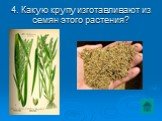 4. Какую крупу изготавливают из семян этого растения?