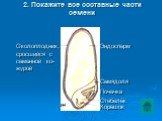 2. Покажите все составные части семени. Околоплодник, сросшийся с семенной ко- журой. Эндосперм Семядоля Почечка Стебелёк Корешок