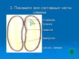 3. Покажите все составные части семени. Семядоли Кожура семени