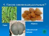 4. Какие семена двудольные? Горох. Сейшельская пальма. Абрикос