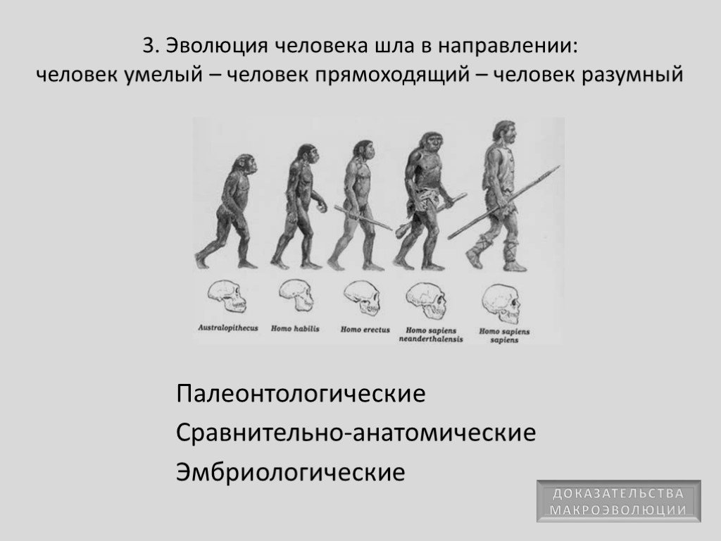 Доказательства эволюции человека презентация