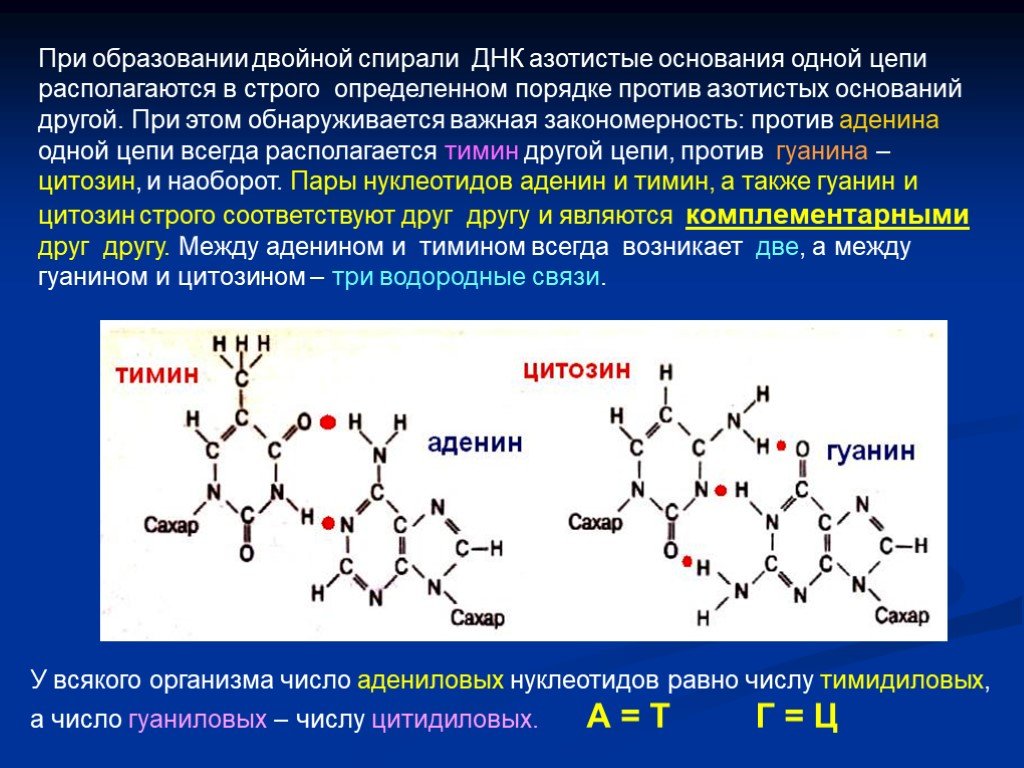 Водородный связи между аденином и тимином. Азотистые основания нуклеотидов. Связи между нуклеотидами в ДНК. Образование аденина. Схема азотистых оснований в ДНК.