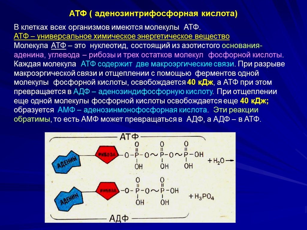 Молекулы атф выполняют. Азотистые основания аденозинтрифосфорной кислоты. АТФ аденозинтрифосфорная кислота. Алдиназин трифосфорная кислота. Функции аденозинтрифосфорной кислоты.