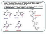 Петр Левин установил, что НК являются полимерами, мономерами которых являются «нуклеотиды», соединенные между собой в цепь фосфодиэфирными связями 3‘ - 5'. К пуриновым основаниям нуклеотидов относятся: аденин и гуанин, а к пиримидиновым – тимин, урацил (РНК) и цитозин.