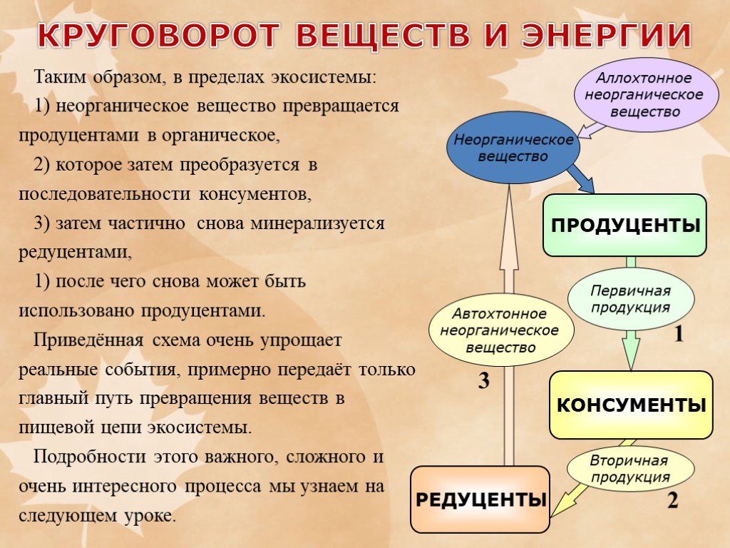 Презентация пищевые связи круговорот веществ и энергии