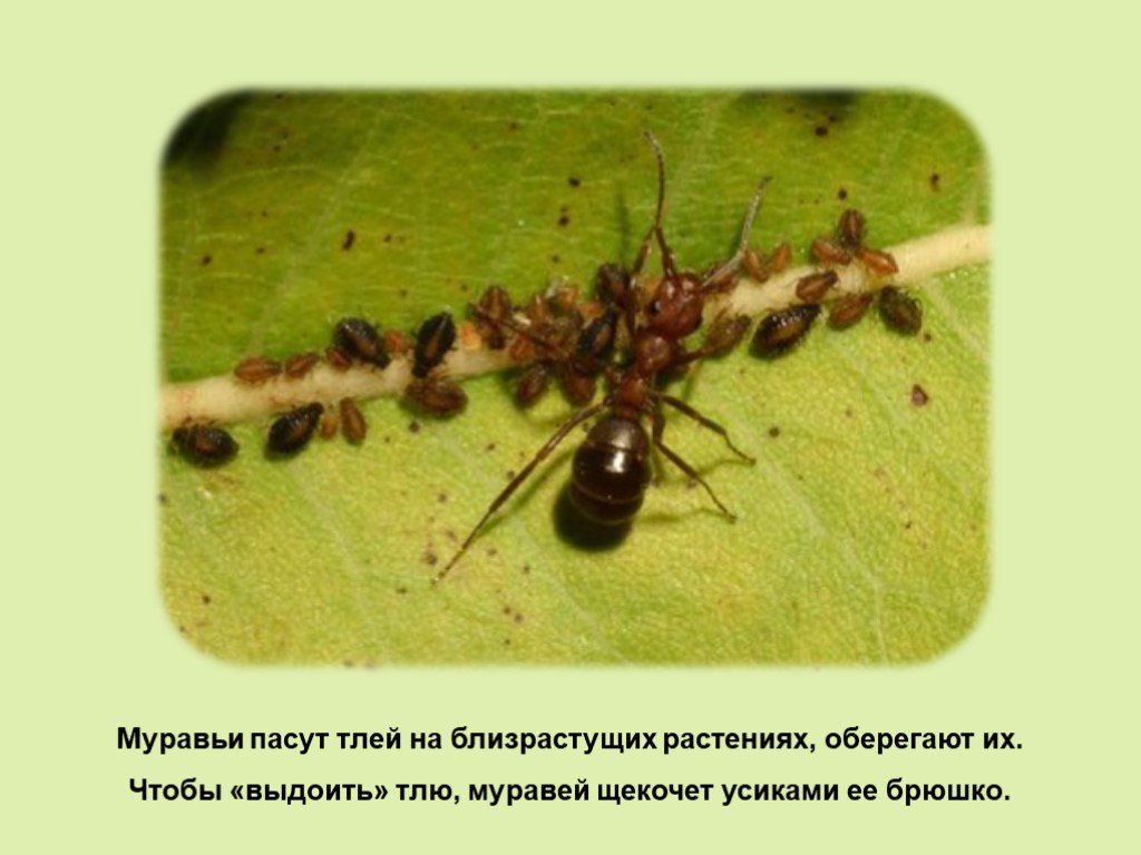 Тля рыжий муравей тип биотических отношений. Муравей и тля Тип взаимоотношений. Муравьи пасут тлю. Муравьи и тля взаимоотношения. Взаимоотношения муравьев и тлей.