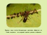 Муравьи пасут тлей на близрастущих растениях, оберегают их. Чтобы «выдоить» тлю, муравей щекочет усиками ее брюшко.
