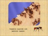 Сахаристые выделения тлей привлекают муравьев.