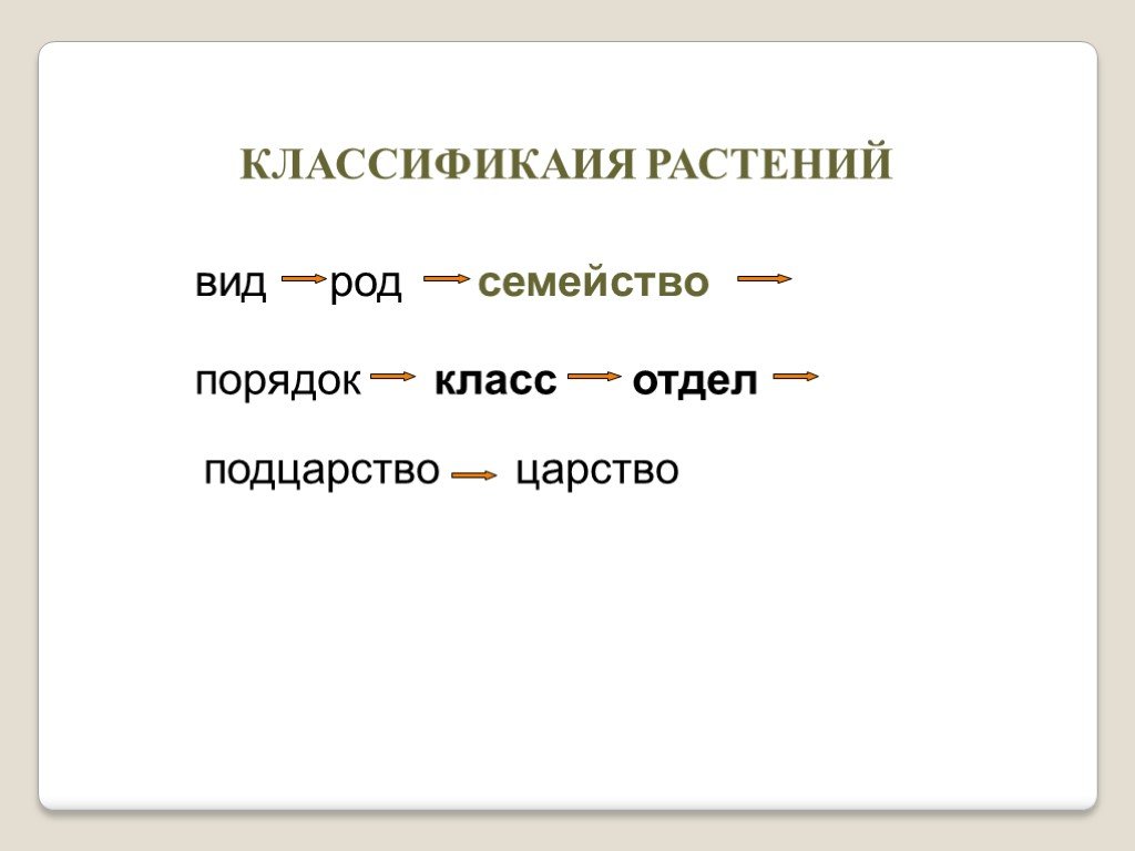 Царство отдел класс род вид сосны. Род порядок класс. Вид род. Род класс семейство по порядку.