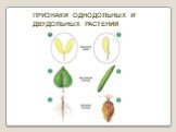 ПРИЗНАКИ ОДНОДОЛЬНЫХ И ДВУДОЛЬНЫХ РАСТЕНИЙ