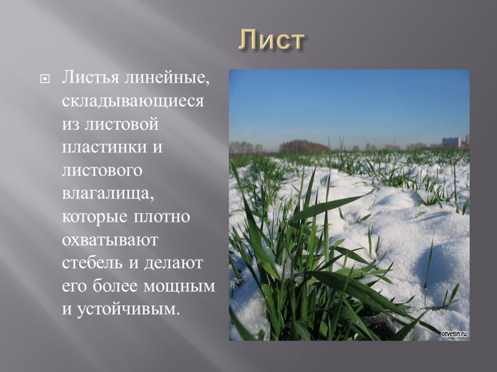 Плотный охватить. Озимые культуры список. Название озимые произошло. Озимое тритикале кроссворд. Вагинальные лист охватывает стебель.