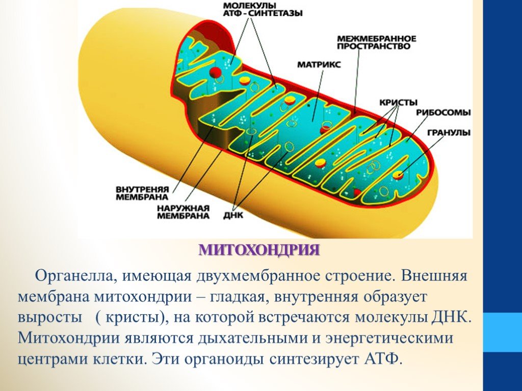 Органоиды митохондрии строение. Двухмембранные митохондрии. Митохондрий двухмембранное строение. Митохондрии содержат Кристы. Мембрана митохондрий.