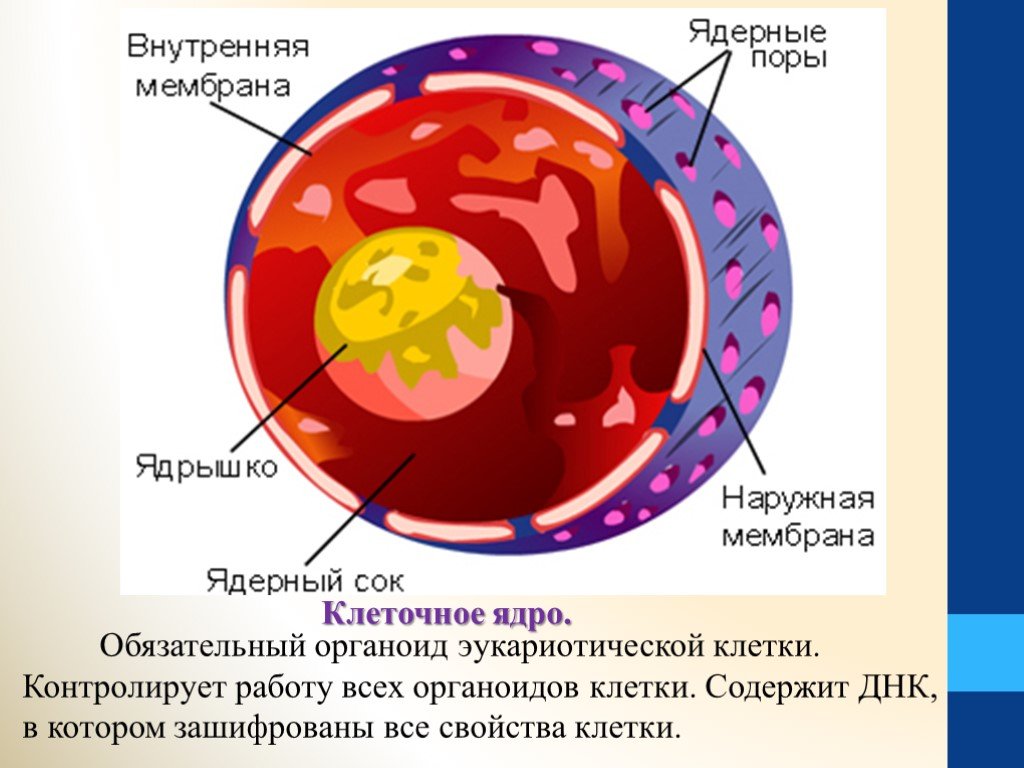 В ядрах клеток многоклеточного