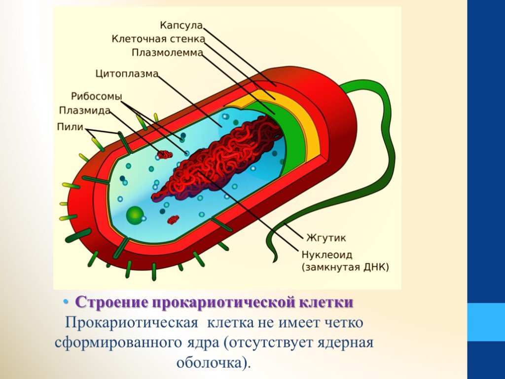 Бактерия прокариот строение. Строение клетки Прокариотическая клетка. Строение прокариотической прокариотической клетки. Полное строение прокариотической клетки. 1. Строение прокариотической клетки.