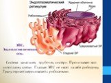Система канальцев, трубочек, цистерн. Пронизывает всю цитоплазму клетки. Гладкая ЭПС не несет на себе рибосомы. Гранулярная (шероховатая) с рибосомами. ЭПС. Эндоплазматическая сеть.