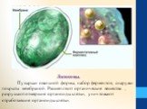 Лизосомы. Пузырьки овальной формы, набор ферментов, снаружи покрыты мембраной. Расщепляют органические вещества , разрушают отмершие органоиды клетки, уничтожают отработавшие органоиды клетки.