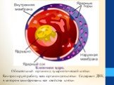 Обязательный органоид эукариотической клетки. Контролирует работу всех органоидов клетки. Содержит ДНК, в котором зашифрованы все свойства клетки. Клеточное ядро.