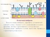 Биологическая мембрана характерна для животной (мягкой) клетки. Состоит из 2-х слоев фосфолипидов и белковых молекул прошивающих липидные слои. Плазматическая мембрана в клетке выполняет барьерную и транспортную функции. полисахариды липиды белки цитоплазма. Клеточная мембрана
