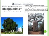 Деревья - великаны. Кипарис "Дон Монтесума" около города Оахаки в Мексике... Это дерево в обхвате ствола - 58 метров и 11,3 метра в диаметре. баобаб… Это удивительное дерево достигает 30 метров в высоту и 11 метров в ширину…Раздутый ствол – вместилище для воды - баобаб может хранить целых 