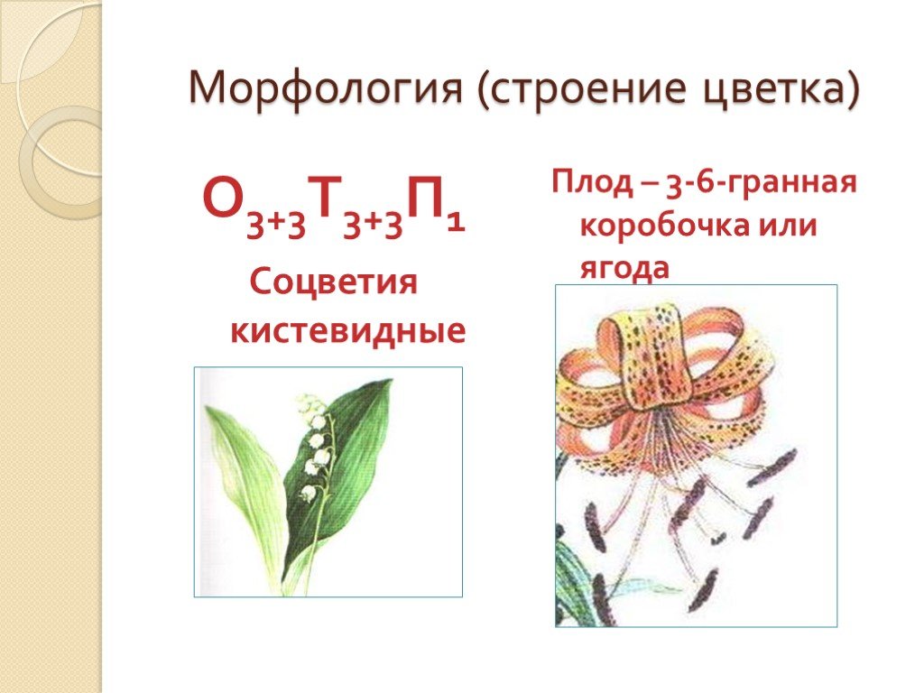 Общие признаки лилейных растений. Строение растений семейства Лилейные. Семейство Лилейные строение тюльпана. Семейство Лилейные строение цветка формула. Формула цветка семейства Лилейные.