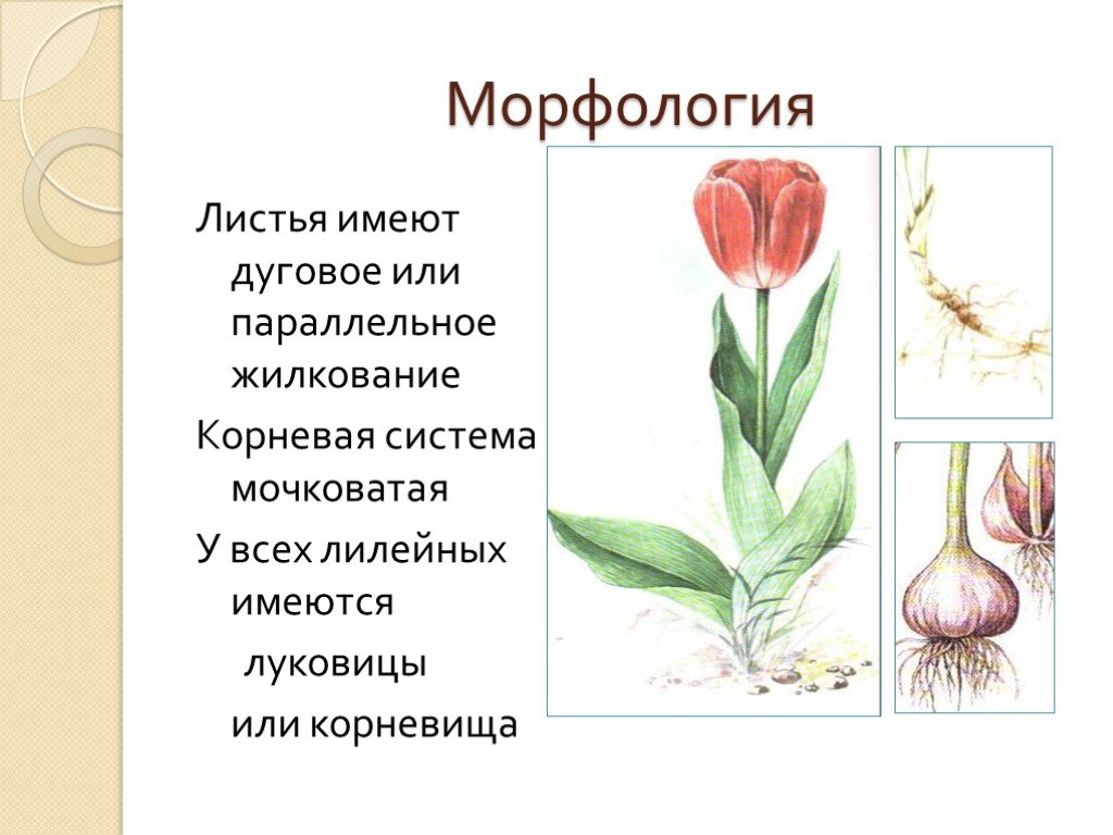 Какой тип питания характерен для тюльпана. Семейство Лилейные строение тюльпана. Семейство Лилейные тюльпан Лесной. Однодольные растения тюльпан. Корневая система лилейных растений.