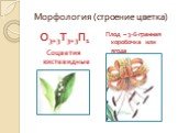 Морфология (строение цветка). О3+3Т3+3П1 Соцветия кистевидные. Плод – 3-6-гранная коробочка или ягода