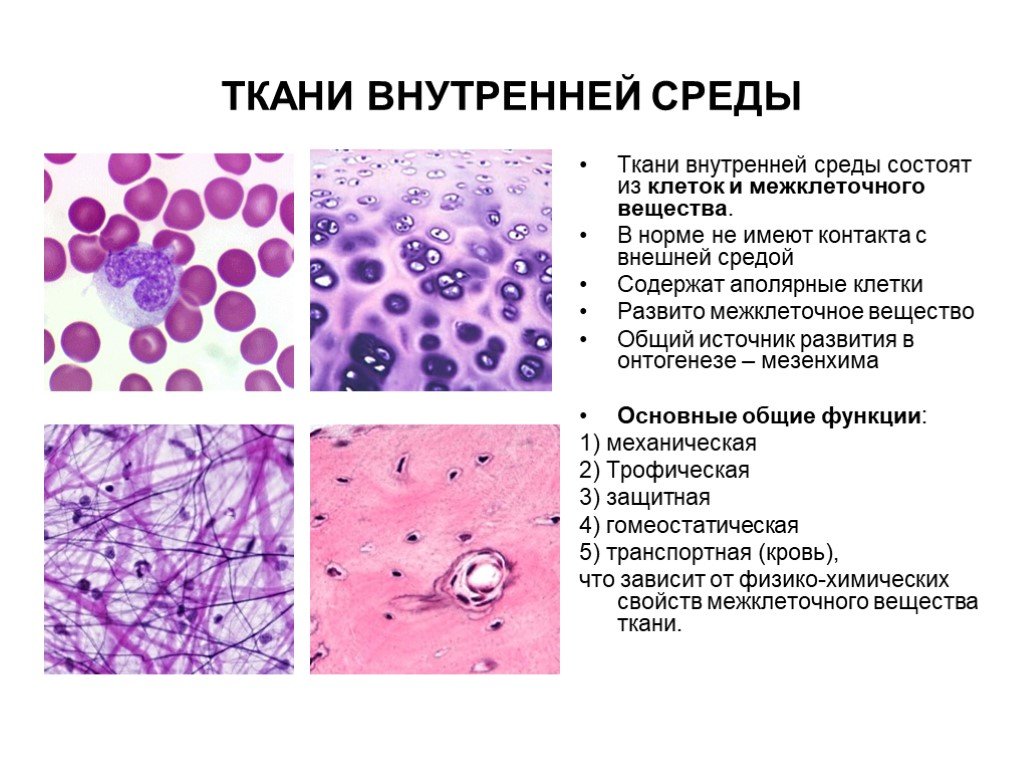 Ткани внутренней среды. Строение и функции тканей внутренней среды. Общие черты строения тканей внутренней среды.. Структурные элементы тканей внутренней среды. Каковы строение и функции тканей внутренней среды.