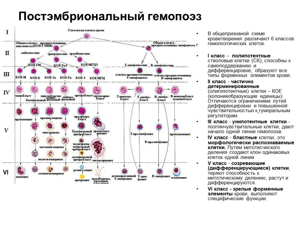 Общая схема гемопоэза