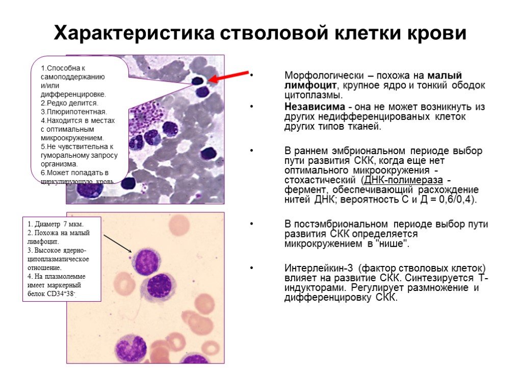 Дайте характеристику клетки. Морфофункциональная характеристика стволовой клетки крови. Столовая кроветворная клетка характеристика. Строение стволовой клетки крови гистология. Стволовые клетки крови свойства.