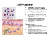 ЛЕЙКОЦИТЫ. Лейкоциты – ядросодержащие форменные элементы = клетки! Для выполнения функций мигрируют из тока крови в периваскулярные ткани. Могут рециркулировать. В крови могут секретировать БАВ. По морфологии различают 2 типа лейкоцитов: Гранулоциты (нейтрофильные, эозинофильные, базофильные); Агран