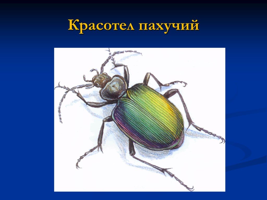 Жук красотел природная зона. Красотел пахучий. Жук красотел. Жук красотел рисунок. Жук красотел раскраска.