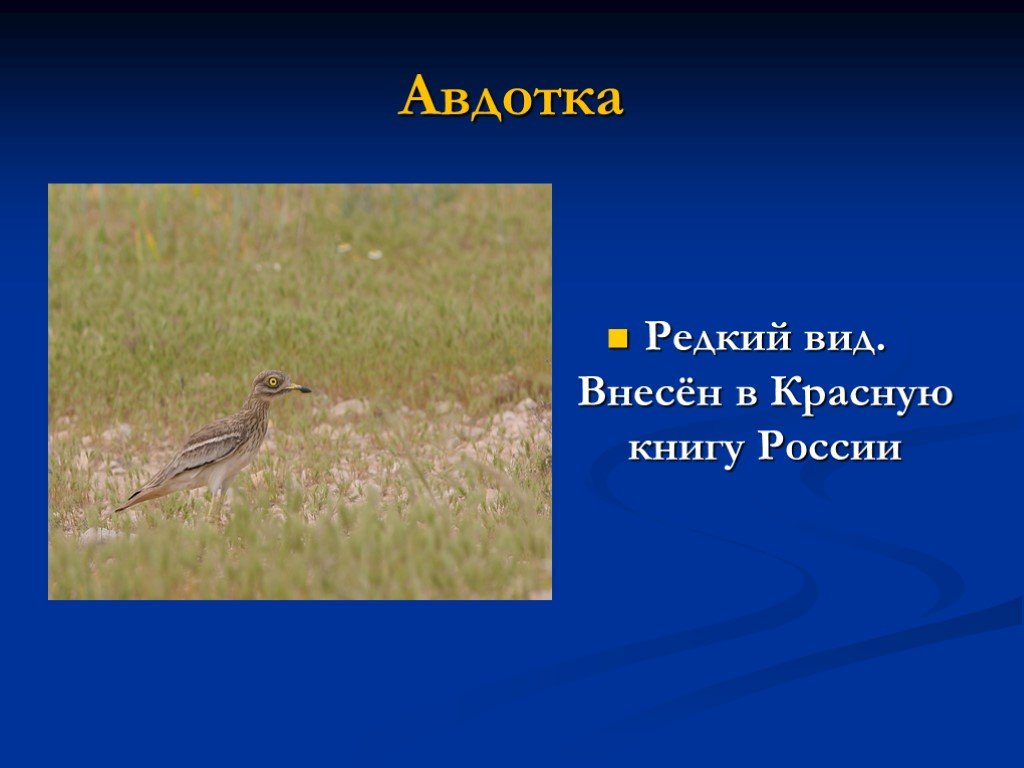 Животные ставропольского края фото и описание