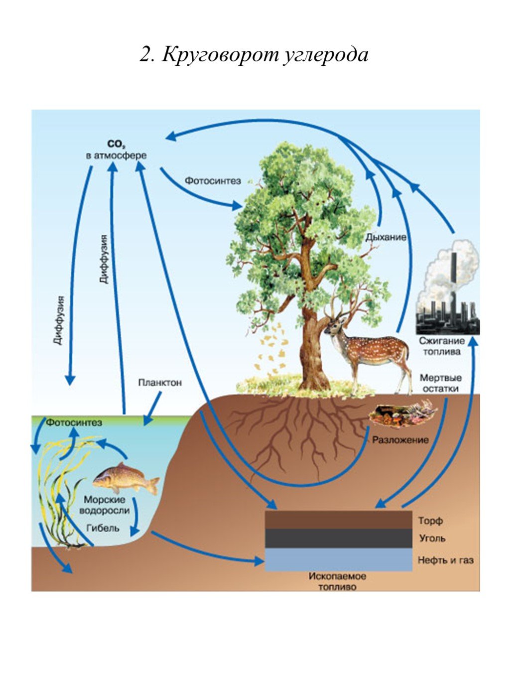 Последовательность этапов углерода. Круговорот углерода в биосфере. Круговорот углерода (по ф. Рамад, 1981). Биогеохимический круговорот кислорода в биосфере. Круговорот углерода в природе.