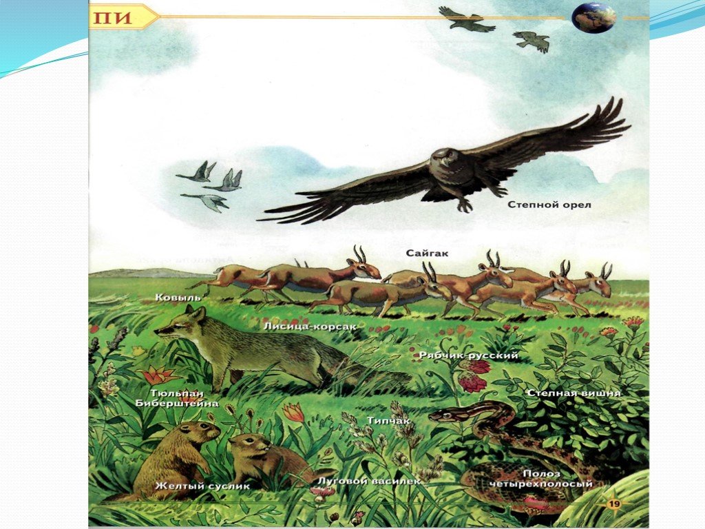 Живые организмы в степи. Экосистема степи. Биогеоценоз степи. Степные экосистемы животные. Экосистема в степи рисунок.