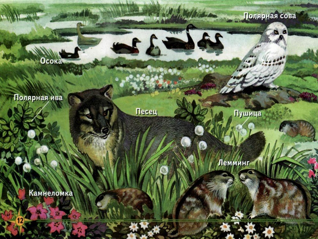 Природные зоны земли биология 5. Биогеоценоз тундры. Экосистема тундры. Обитатели экосистемы тундры. Обитатели экосистемы степи.
