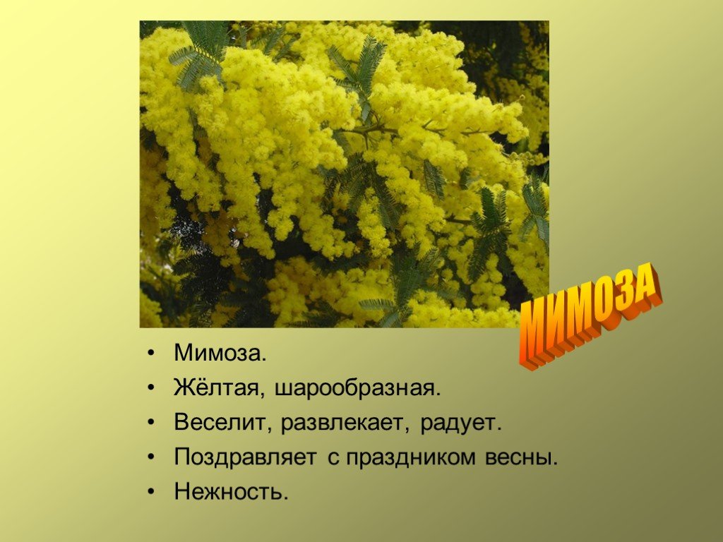 Мимоза описание растения. Мимоза для презентации. Мимоза описание. Мимоза цветок описание. Мимоза цветок для презентации.